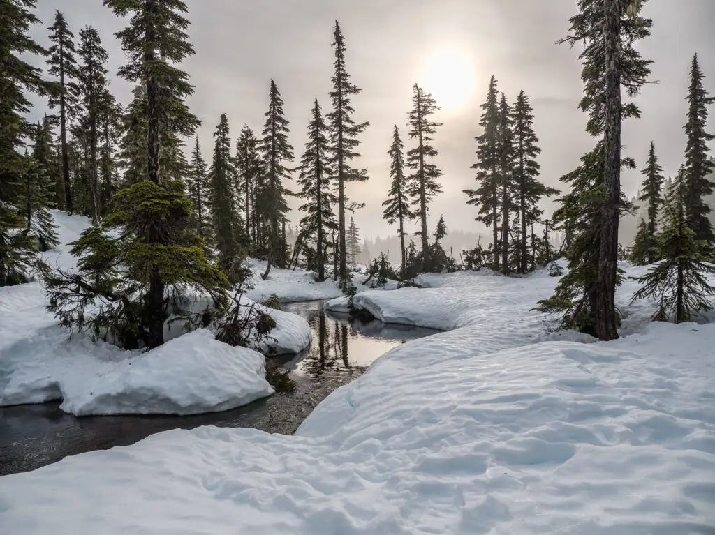 Snowy scene with a river and pine trees in winter light showing purity and the positive effects of slowing climate change and living a more sustainable life.
