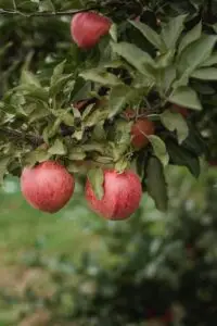 Picture of two red apples hanging from a tree.